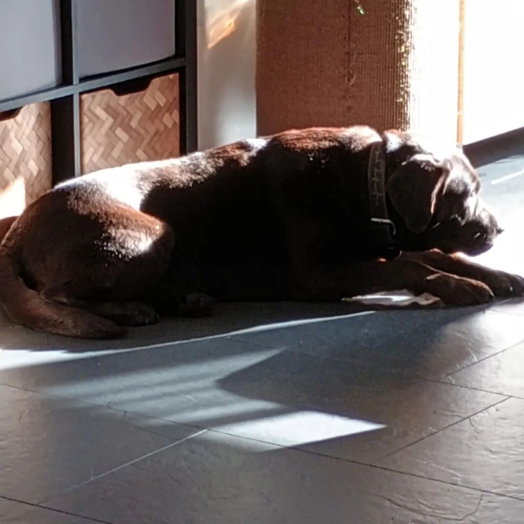 ff-lekker-in-de-zon-liggen-%f0%9f%98%9ci-just-want-to-lay-down-in-the-su