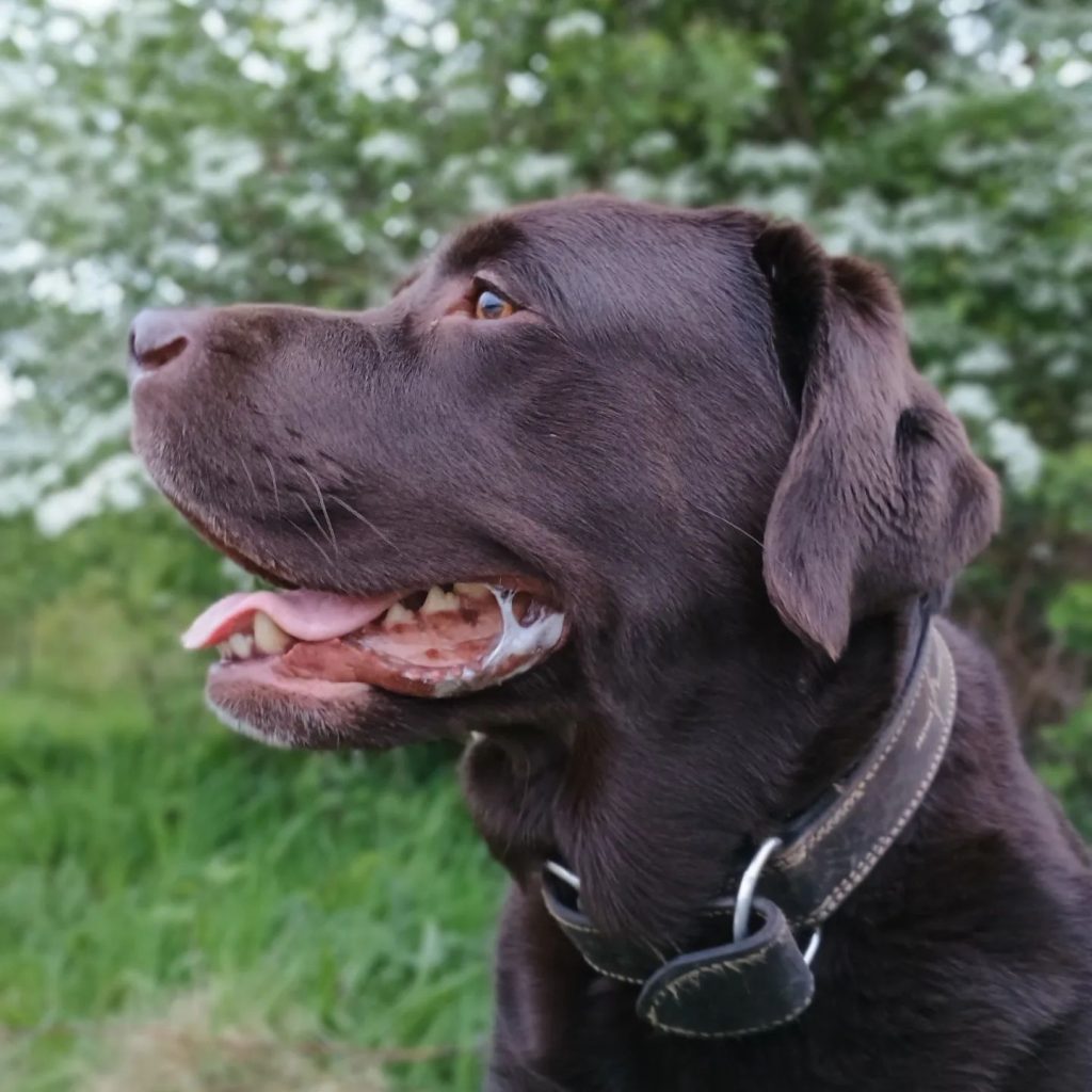 de-lente-%f0%9f%98%8dspring-%f0%9f%98%8dlabrador-dogoftheday-snow-spring-do